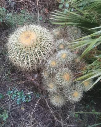 Echinocactus grusoni o cuscino della suocera