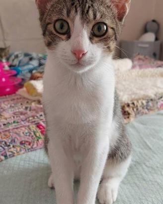 Gattino bianco e grigio dolcissimo