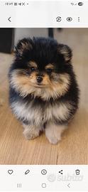 Cuccioli di volpino