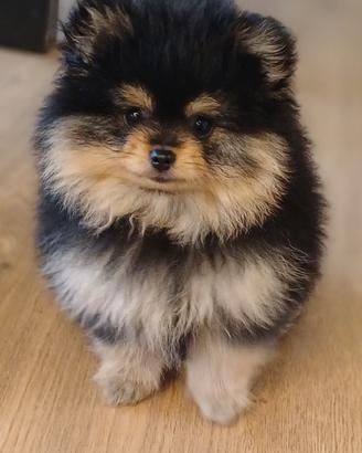 Cuccioli di volpino