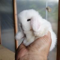 Conigli coniglietti cuccioli