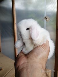 Conigli coniglietti cuccioli