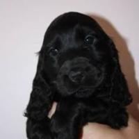 Cuccioli Cocker Spaniel neri maschi