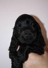 Cuccioli Cocker Spaniel neri maschi
