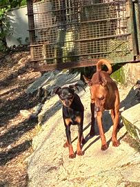 Pinscher