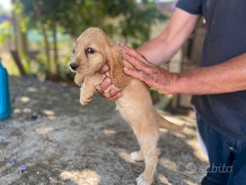 Cocker Spaniel cucciola