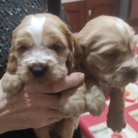 Cuccioli Cocker + Cucciola Maltese