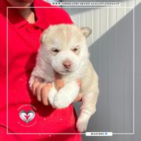 Siberian Husky con pedigree Enci e garanzie