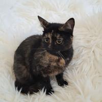 Gatta gattina femmina tartarugata tortie
