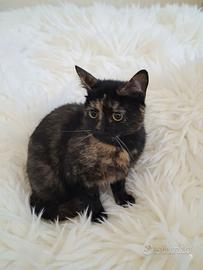 Gatta gattina femmina tartarugata tortie