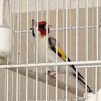 Cardellini Major Mayor