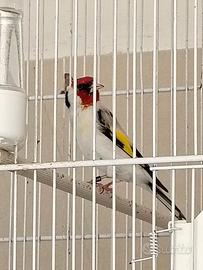 Cardellini Major Mayor