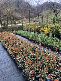 Piante di photinia per siepe