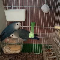 Inseparabili coppia blu e bianchi