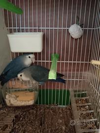 Inseparabili coppia blu e bianchi