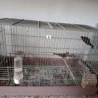 Canarini York e ciuffolotti