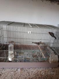 Canarini York e ciuffolotti