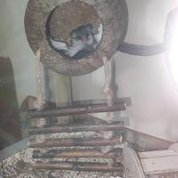 Coppia minighiri africani più teca