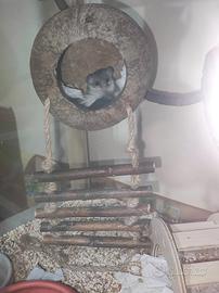 Coppia minighiri africani più teca