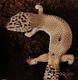 Gechi Leopardini