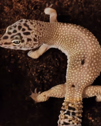 Gechi Leopardini