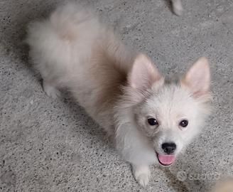 Spitz Pomerania maschietto