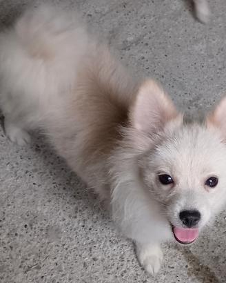Spitz Pomerania maschietto