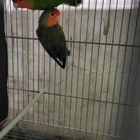 Coppia inseparabili