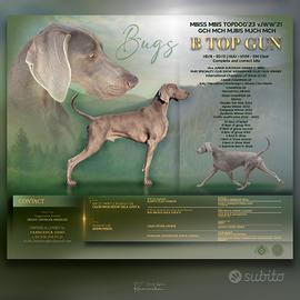 Weimaraner per monta