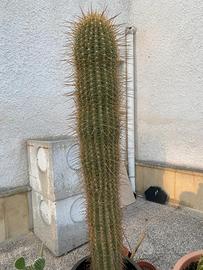 Pianta grassa