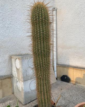 Pianta grassa