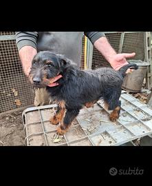 Jagd terrier