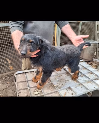 Jagd terrier