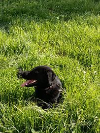 Labrador meticcio