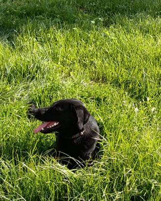 Labrador meticcio