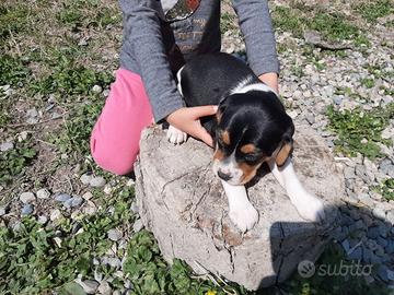 Maschietto Beagle tricolore