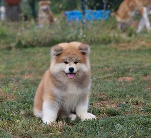 Cuccioli di Akita inu