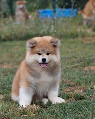 Cuccioli di Akita inu