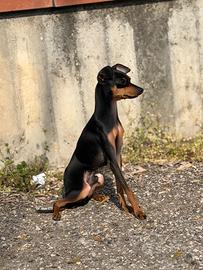 Pincher toy maschio disponibile per monta