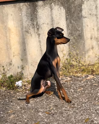 Pincher toy maschio disponibile per monta