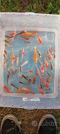 lotto 60 piccole carpe koi - 4/8 cm circa