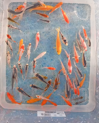 lotto 60 piccole carpe koi - 4/8 cm circa