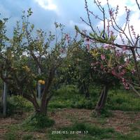 Agrumeto