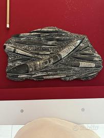 Grande lastra fossile Orthoceras 50×30 cm