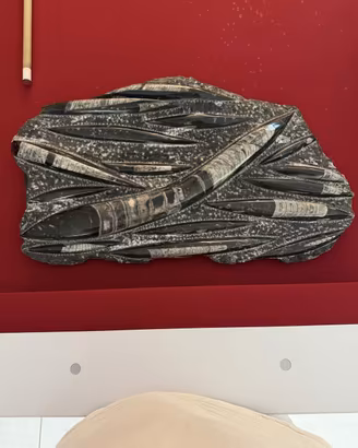 Grande lastra fossile Orthoceras 50×30 cm
