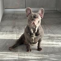 Bulldog francese