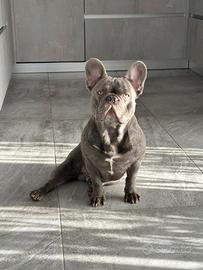 Bulldog francese