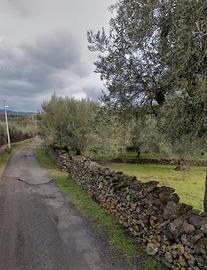 Uliveto zona vigna derba