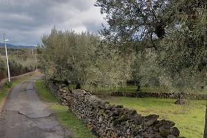 Uliveto zona vigna derba