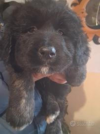 Cuccioli pastore del caucaso